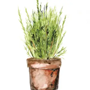 Potted Rosemary