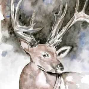 Buck