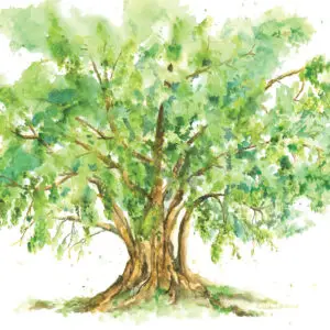 olive tree